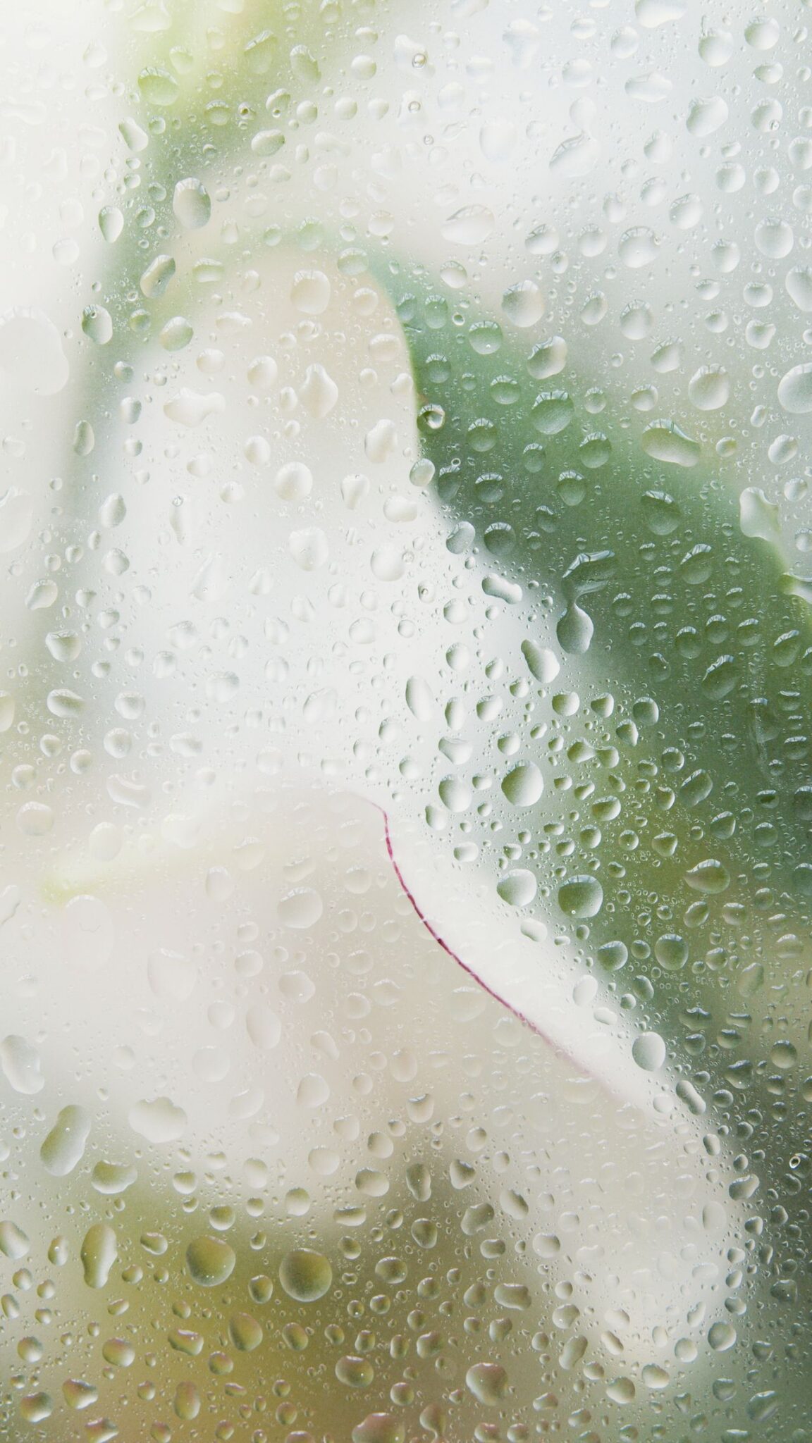 %titre de l'article% Récupération de l'eau de pluie pour des usages domestiques
